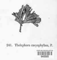 Thelephora caryophyllea image